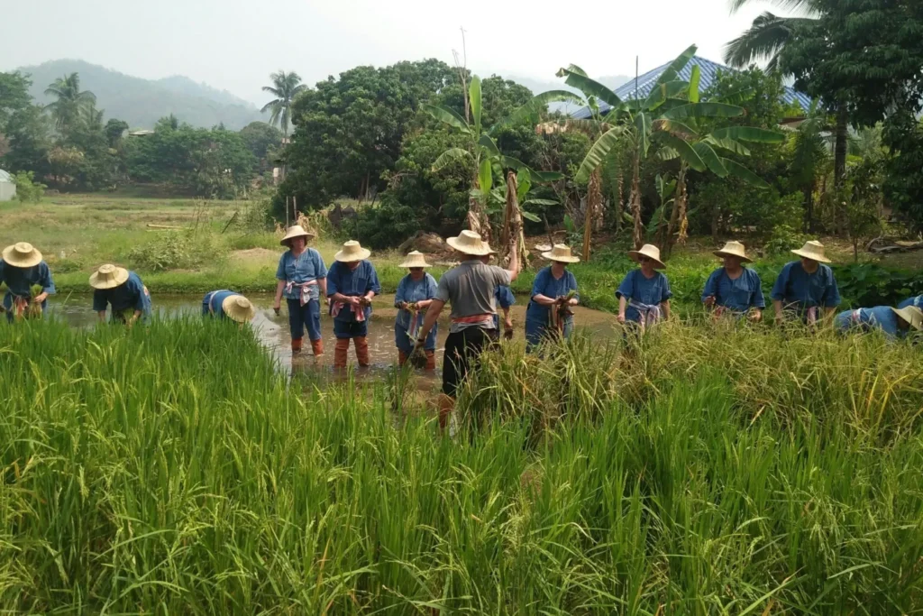 rice planting 2048x1365 e3b - Veranda High Resort Chiang Mai