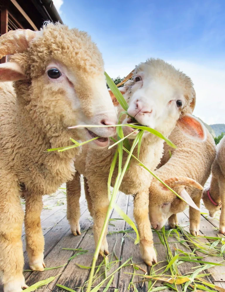 swiss-sheep-farm-d50